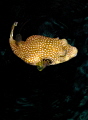   Bristy Puffer  